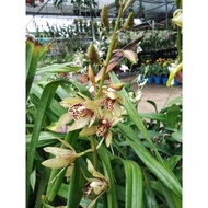 Orkid Harimau Hybrid (Grammatophyllum Scriptum)
