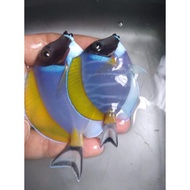 Readyyy Botana BIRU / Bobi All Size - Ikan Hias Air Laut