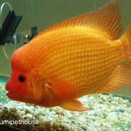 bibit ikan red devil cichlid murah size jumbo