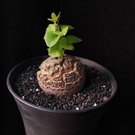 紅紋) 南非龜甲龍   5.9cm    連 花盆 塊根 植物 盆栽 Plant  caudex 非象牙宮【實拍。只此一盆】 👑 9年老店