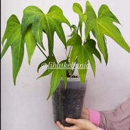 Anthurium Pedatoradiatum / Anthurium Jari / Anthurium Batman