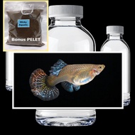 Red Dragon Big Ear Female Bonus Pakan Pelet Guppy 5 Gram