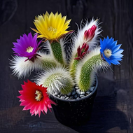 New product blooming nine-tailed fox succulent plant cactus monkey tail column soft hair tail office