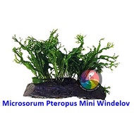 Aquatic Live Plants (Microsorum Pteropus Mini Windelov With Drift Wood) 62