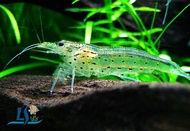 Yamato Shrimp / Amano Shrimp 大和藻虾 Shrimp neocaridina 3 piece by LS Group
