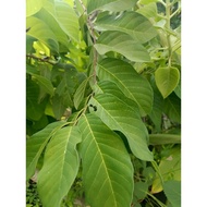 10 pcs DAUN NONA / DAUN NONA / BUAH NONA / NONA / DAUN BUAH NONA