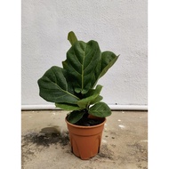fiddle leaf fig(琴叶蓉）