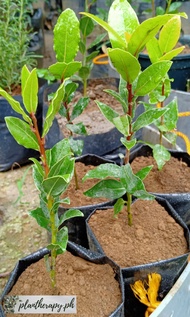 Laurel Bayleaf Seedlings (Luckiest Plant 4-5 inches) - Free pot and white pebbles