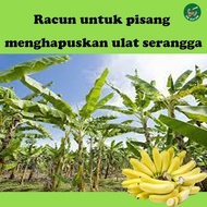 Dipel ES Racun Serangga Organik 1L Pokok Pisang menghapuskan Ulat Menyingkirkan larva perosak pokok