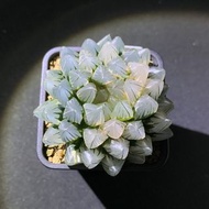 多肉植物 十二卷屬 霓虹燈