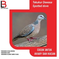 Promo Burung Tekukur Pilihan Sepasang