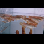 PTR ikan arwana Golden Red