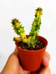 Ganohealth succulent Huernia Zebrina 罗摩锦 with 55mm pot direct from Cameron Highlands