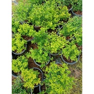 Pokok Muraya Bonsai / Pokok Bunga Kemuning Katik Berbau Harum / Pokok Bunga Kemuning Wangi / Pokok B