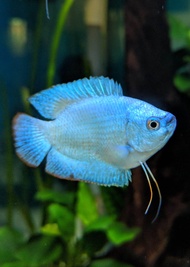Cobalt Blue Dwarf Gourami /Ornamental fish/Freshwater/Readystock