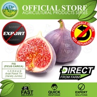 Dr. Agro || Anak Pokok Tin (Var. Jumbo)/ Fig/ 无花果树苗