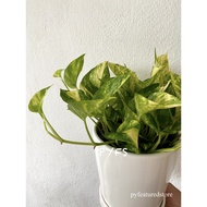 Keratan Batang Money Plant / Pothos / Devil's Ivy / Njoy Pothos 万年青 白金葛 [Real Plant]