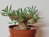 峨嵋山 (塊根植物，象牙宮，大黑，惠比須笑，布紋球，多肉)