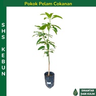 Pokok Mangga Cokanan Pelam Pokok Mangga Mas Hitam Mangga Erwin 芒果树苗 Pelam Cokanan SHS Kebun