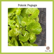 POKOK PEGAGA KAMPUNG | Pokok Ulaman | Tanaman Herba