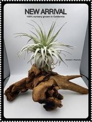 Tillandsia gradneri v rupicola (🇺🇸 Tillandsia Internetional) - 薄紗變 (美國空氣草國際) 