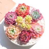 Succulent Plants Pot Planted Combination Succulent Potted Flower Indoor Office Ruby Jade Dew Succulent