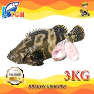 KERAPU,DRAGON GROUPER , TCH FROZEN FOOD, FRESH FROZEN SEAFOOD, WHOLESALE SUPPLIER, AYAM, FISH, FILLE