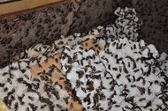 JANGKRIK HIDUP FULL GUTLOAD PAKAN REPTIL GECKO ARWANA SUGARGLIDER KODOK PACMAN