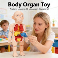 Toy Model 3D Puzzle Kid Montessori Educational Human Body Organ Learning Anatomy Parts