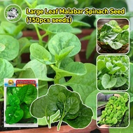 [Fast Germination/COD] High Quality Malabar Spinach Seeds (High germination) Organic Gynura Cusimbua