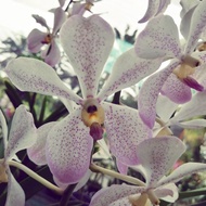 Mokara orchid seedling plant (Light Purple) 莫氏兰 Anak Pokok Orkid