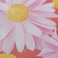 Dalmatian pyrethrum- outdoor gardening