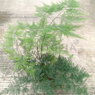 [Plantopia] Asparagus Setaceus Nanus Fern 文竹 | Feng Shui Plant 蕨类植物 | Pokok Hiasan Hidup Dalam Rumah