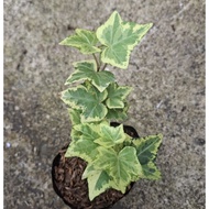 stardust english ivy vine