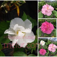 MDC- Hibiscus mutabilis (confederate rose) / Bunga laki pukul bini