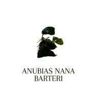 Anubias Nana Barteri on rock (SG READY STOCK)