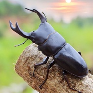 Stag Beetle Adult Free Jelly Deep Mountain Chinese Small Beetle Stag Beetle Pet Living Insect Unicor