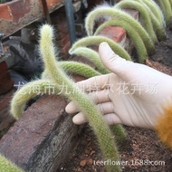 Authentic Monkey Tail Cactus Tail Soft Hairy Long Hair Greenhouse Direct Sales