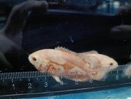 Red Tiger Oscar Fish Ikan Tiger Oscar Size: 3-4cm Ready Stock