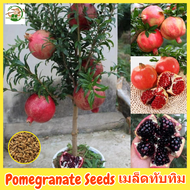 เมล็ดพันธุ์ ผลทับทิม เมล็ดทับทิม บรรจุ 50 เมล็ด Sweet and Juicy Pomegranate Seed Fruit Seeds for Planting บอนสี เมล็ดผลไม้ ต้นไม้ผลกินได้ เมล็ดผัก พันธุ์ไม้ผล บอนไซ ต้นบอนสี เมล็ดบอนสี ต้นผลไม้ ต้นไม้แคระ ปลูกง่าย คุณภาพดี ราคาถูก ของแท้ 100%