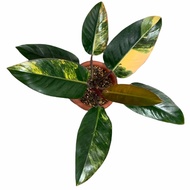 Tanaman hias Philodendron Yellow Congo Variegata