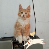 Kucing MaineCoon Jantan Asli bukan mix. Induk ped CFA Maine Coon