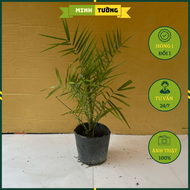 Cây Chà Là Trung Đông - Cây Trồng Villa Biệt Thự Resort