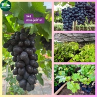 ต้นกล้าองุ่น S48 องุ่นผลดก ทนฝน ปลูกง่าย เหมาะกับอากาศเมืองไทย