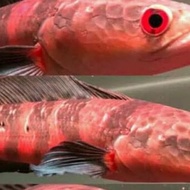 Ikan Channa Red Barito Grade A 6-7Cm #Gratisongkir