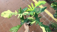 美人斑葉蔓綠絨