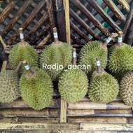 durian musang king utuh