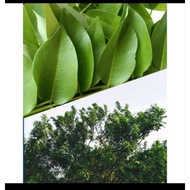Madre De Cacao Leaves(250 grams per pack)