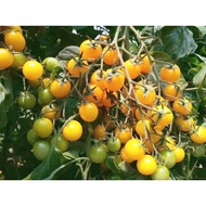 Tomato ceri kuning f1 hybrid. 7 pcs rm5.99