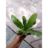 anak pokok langsuir / pokok langsuir / pokok hiasan /pokok hiasan hidup / anak pokok hiasan langsuir